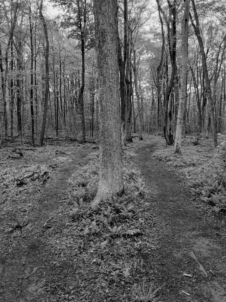 Two paths around a tree