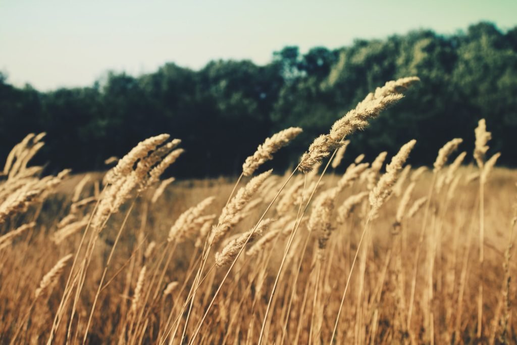 wheat grass bent by wind