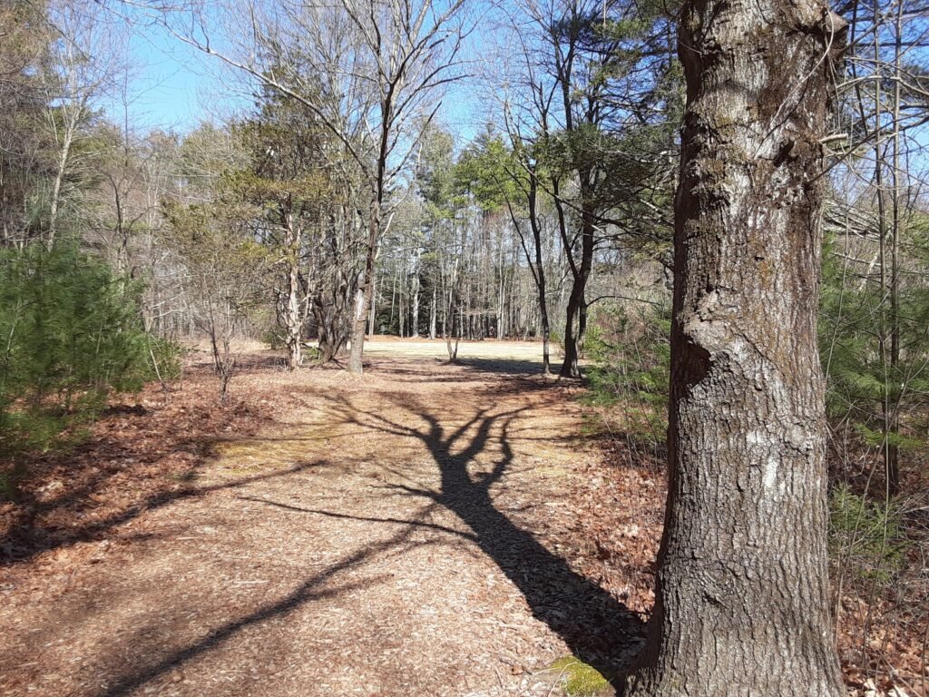 Crane Hill Disc Golf Course Shot from Woods to field