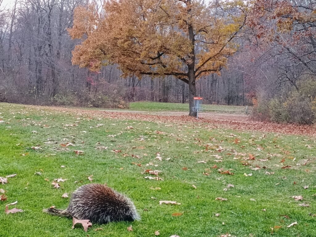Picture of porcupine on a disc golf course at Cherry Hill
